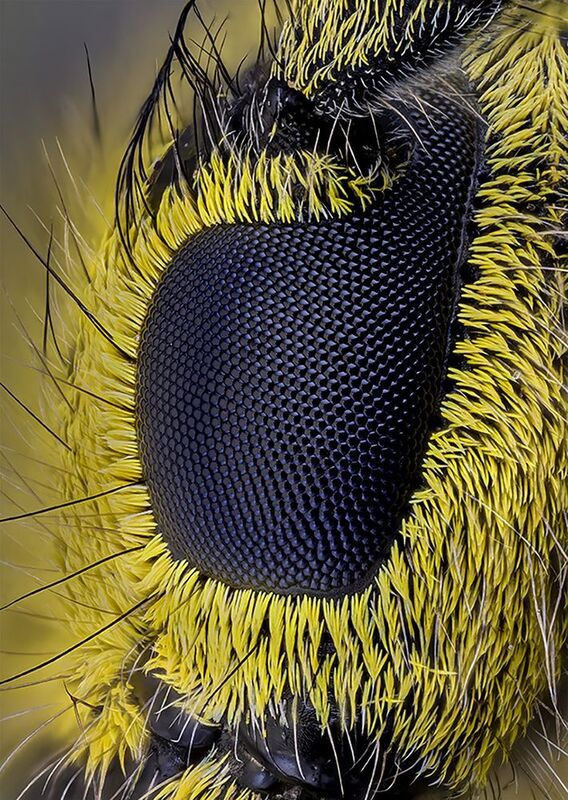 coleoptera, cerambycidae, saperda scalaris Скрипун мраморный - глазphoto preview