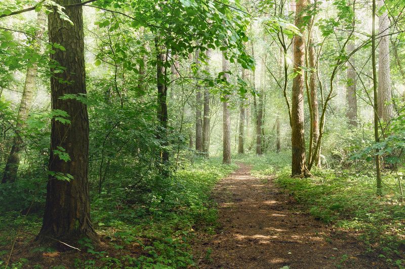 лес, деревья, листва, свет В летнем лесуphoto preview