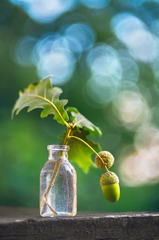 Зелёные желудиphoto preview