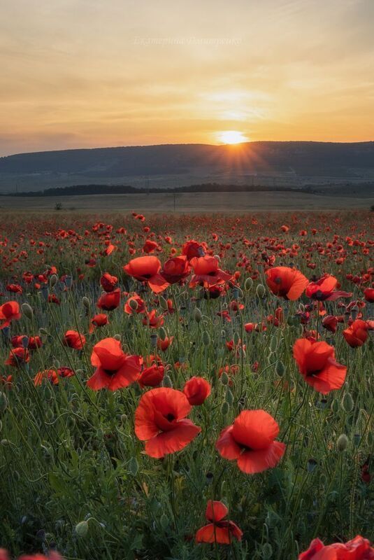 Крымские макиphoto preview