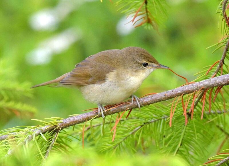 Попробовать на зубок.photo preview