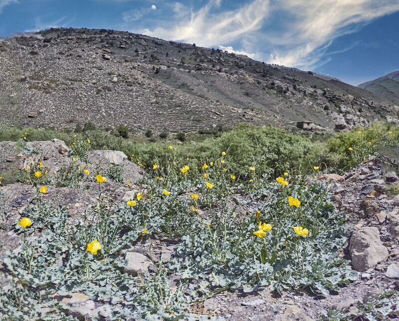 Желтые маки. Глауциум бахромчатый. Перевал Анзоб. Таджикистанphoto preview