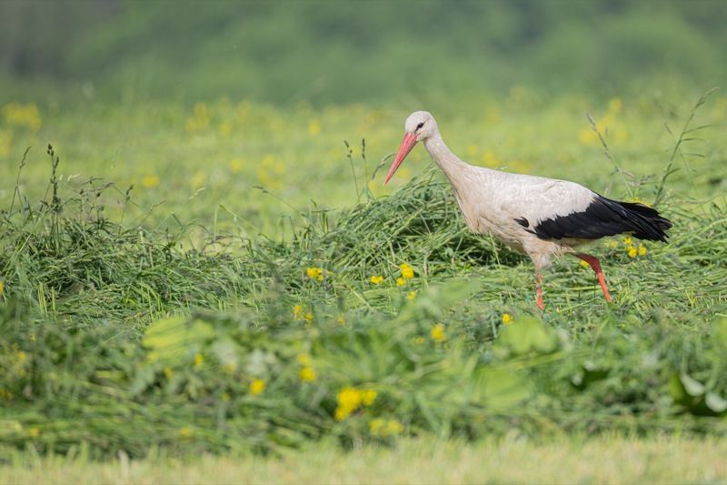 аист, птицы Аистphoto preview
