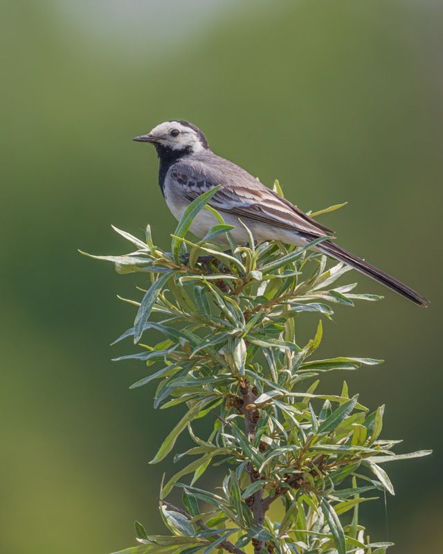 трясогузка, белая трясогузка, птицы Белая трясогузкаphoto preview