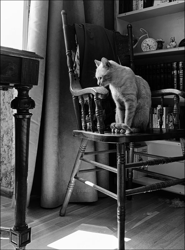 Кот и утроphoto preview