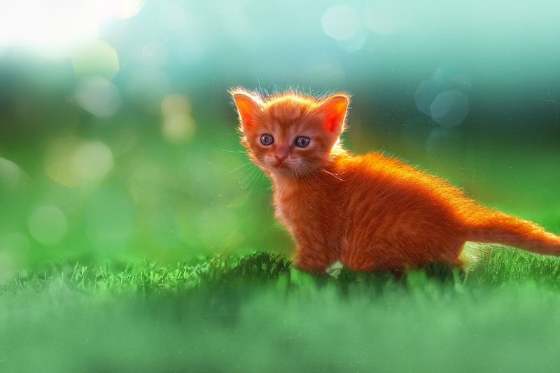 Чудо Рыжиковоеphoto preview