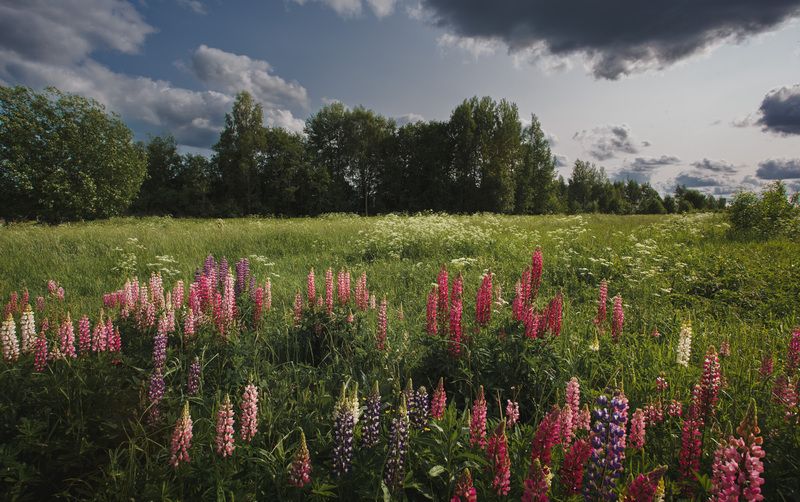 лето люпины Торбеево Про люпины... фото превью
