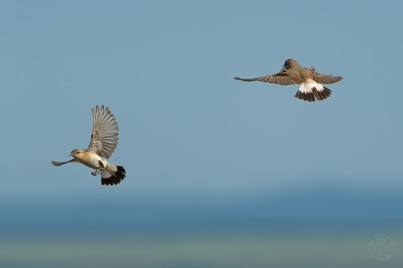 Северная каменка семья - Lens and Feathersphoto preview