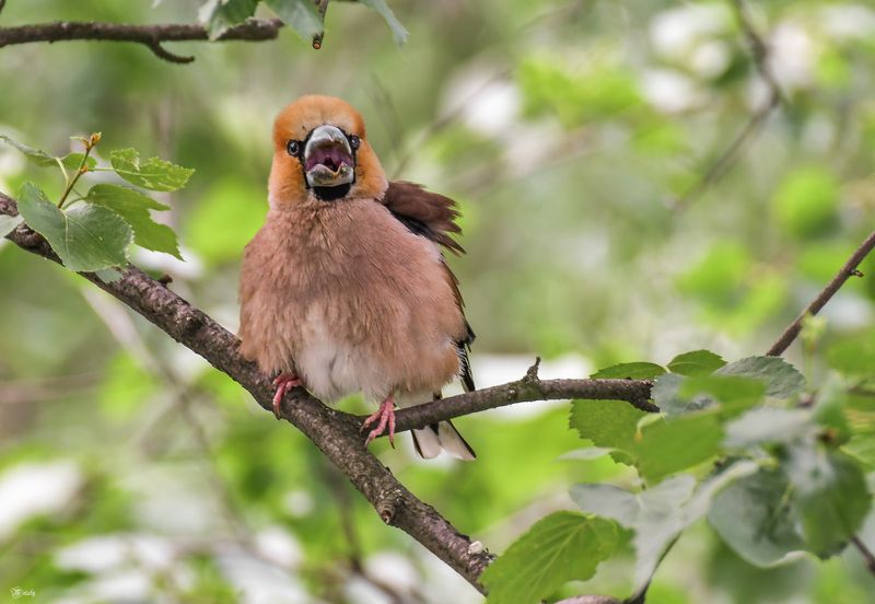 Орёт по дубоносьи)photo preview
