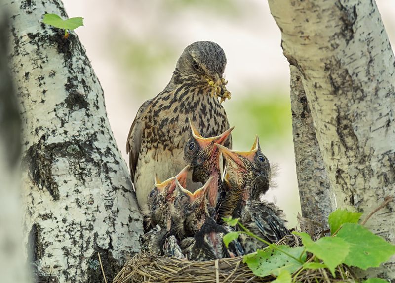 птицы, дроздрябинник, кормление, птенец, Время забот! (2 ФОТО) фото превью