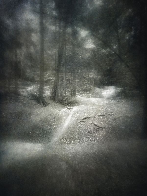 чб, пейзаж, лес, тропинка Лесная лента.photo preview