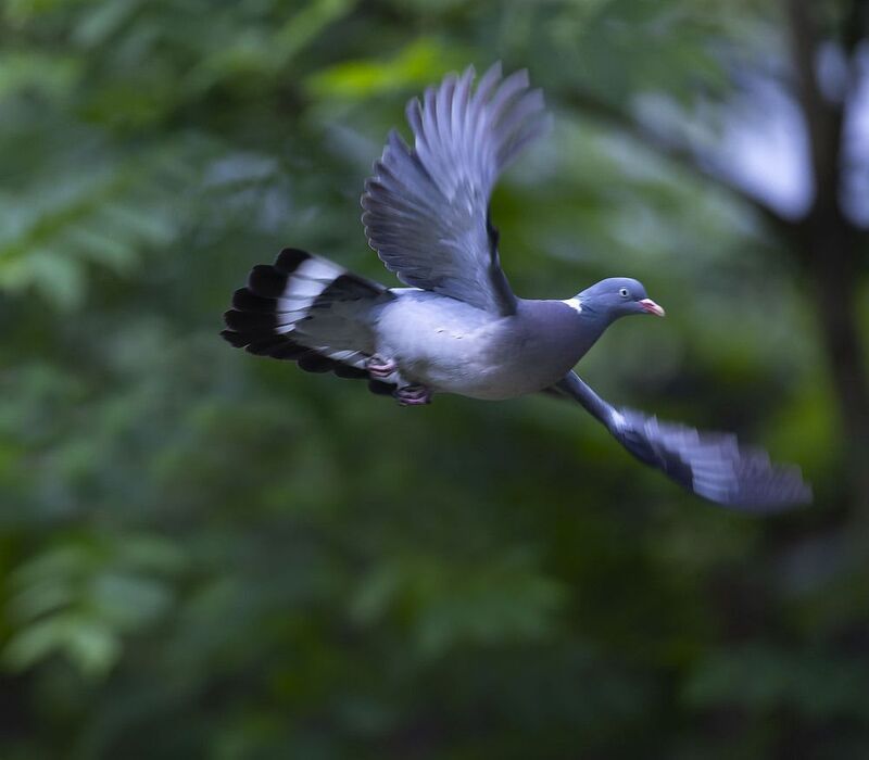 вяхирь, полёт, лес, свобода, природа, bird,flight, forest, nature Вихрь свободы фото превью