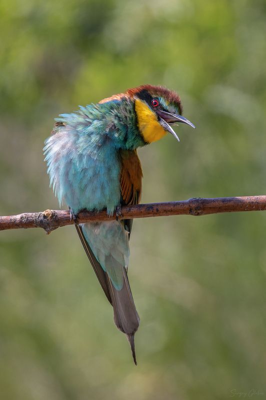 щурка, птицы, пернатые Жаркоphoto preview