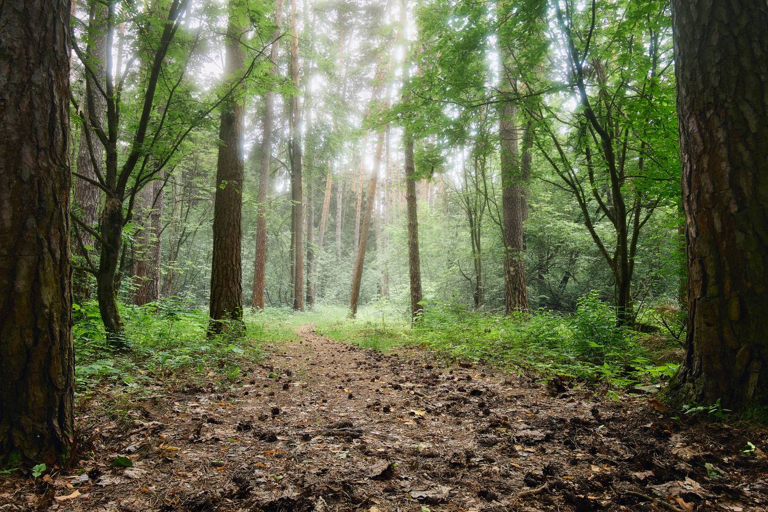 В летнем лесу. Автор: Валерий Вождаев лес, деревья, листва, свет, Валерий Вождаев
