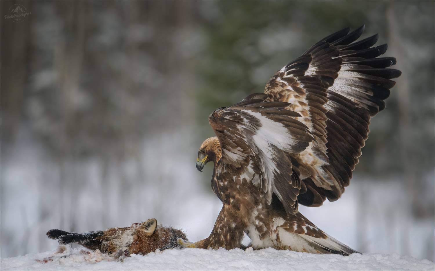 беркут, golden eagle, съемка беркута, заказник красный бор, фототур в красный бор, фотоохота в красном бору, phototravel.pro, фототуры 2026, беркут и лиса, лиса, Влад Соколовский