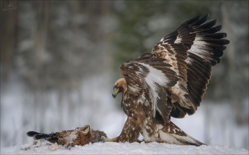 беркут, golden eagle, съемка беркута, заказник красный бор, фототур в красный бор, фотоохота в красном бору, phototravel.pro, фототуры 2026, беркут и лиса, лиса Право первогоphoto preview