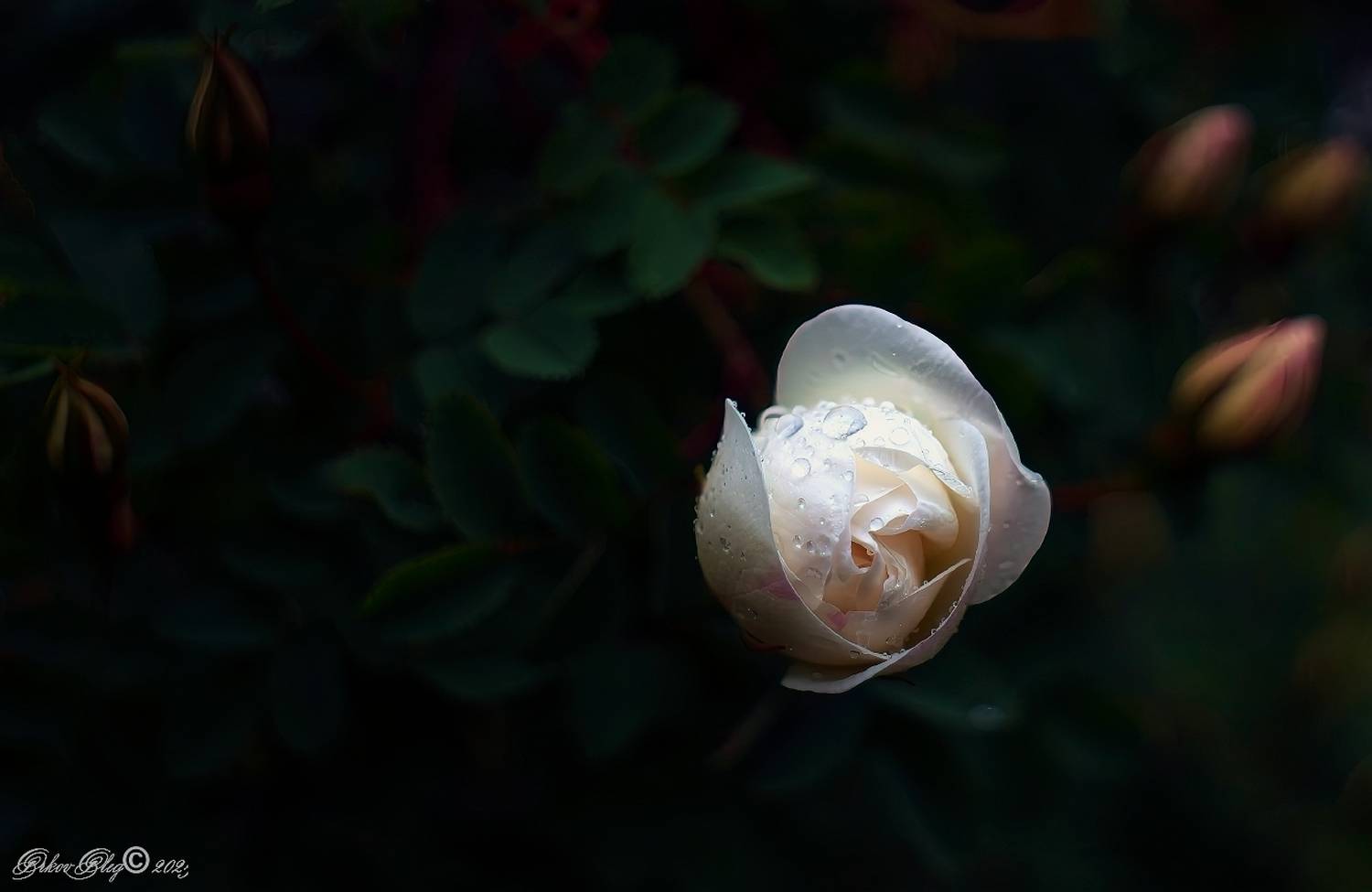 , Орлов Олег