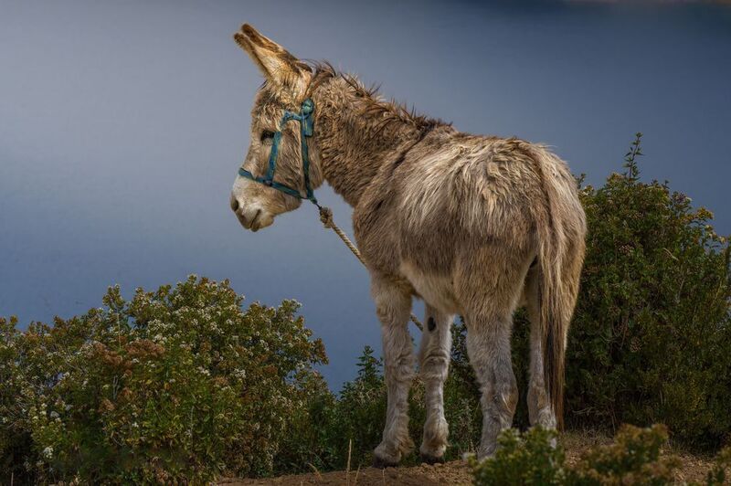 El Burritophoto preview