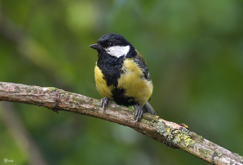 Большая синицаphoto preview