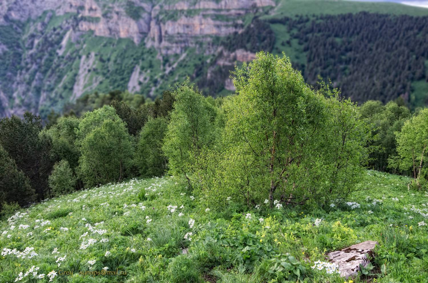 То, чего всегда не хватает.... Автор: Сергей Павлов горы берёзка зелень скалы цветы альпика, Сергей Павлов