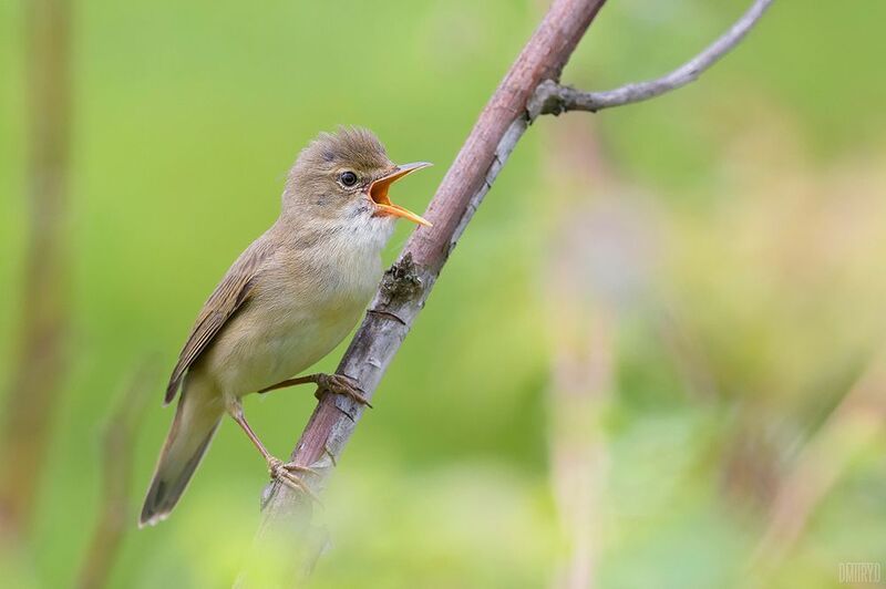камышевка, Болотная камышёвка. фото превью