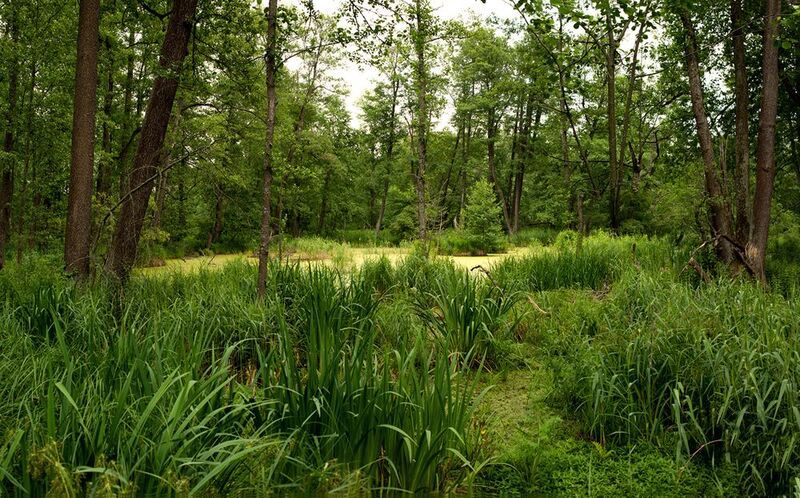 Мезозой в бобрахphoto preview