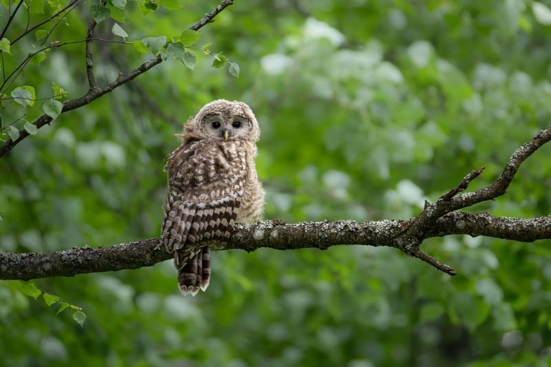 уральская неясыть, длиннохвостая неясыть, совенок, птицы, неясыть Совенокphoto preview