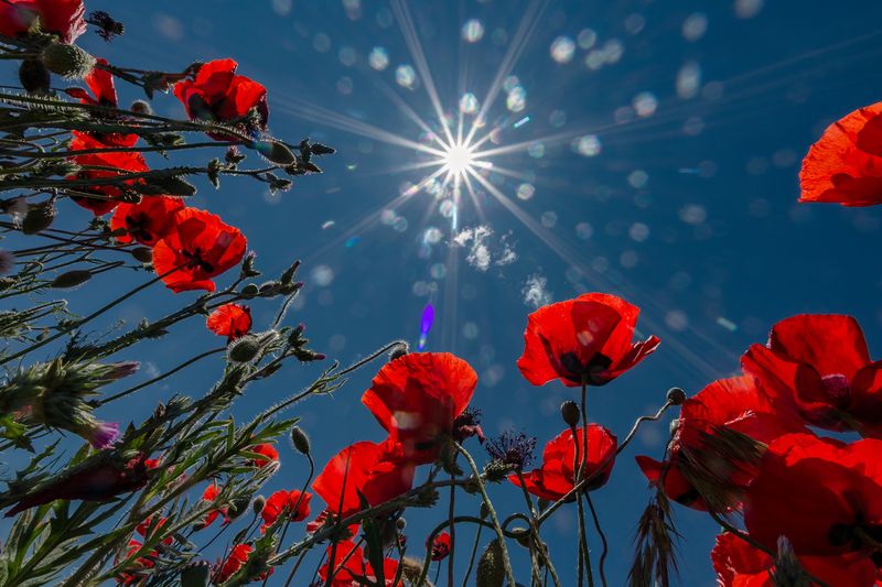 В маках фото превью