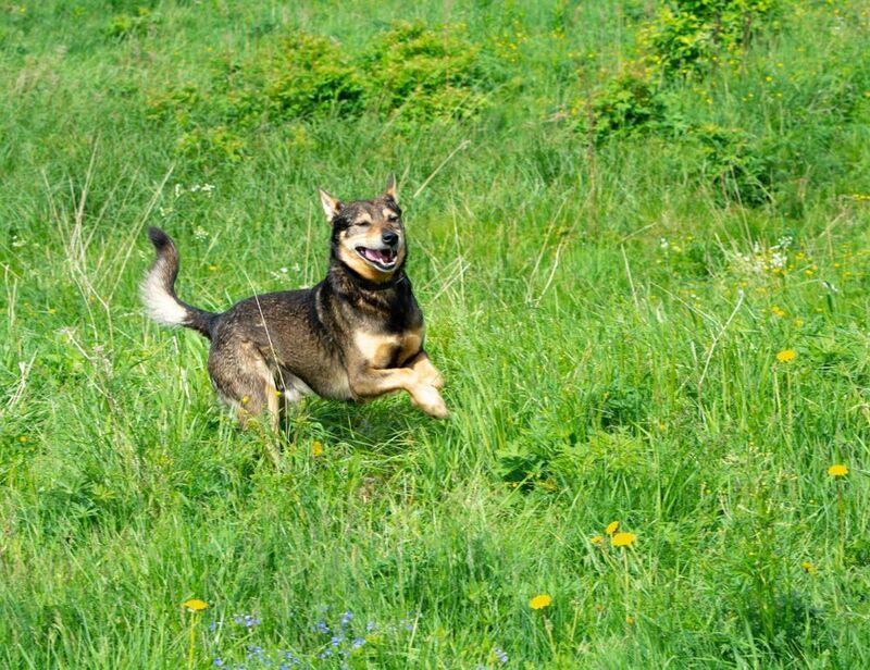 Собака улыбака.photo preview