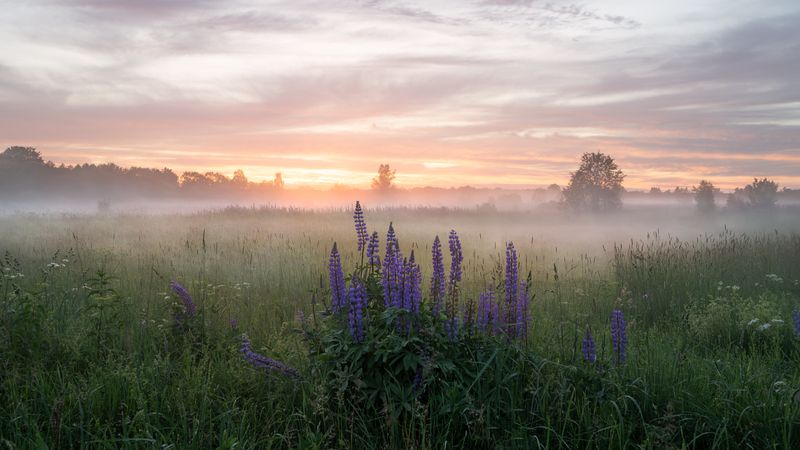 вечер, закат, солнце, свет, краски, туман, небо, облака, цветы вечерние люпиныphoto preview