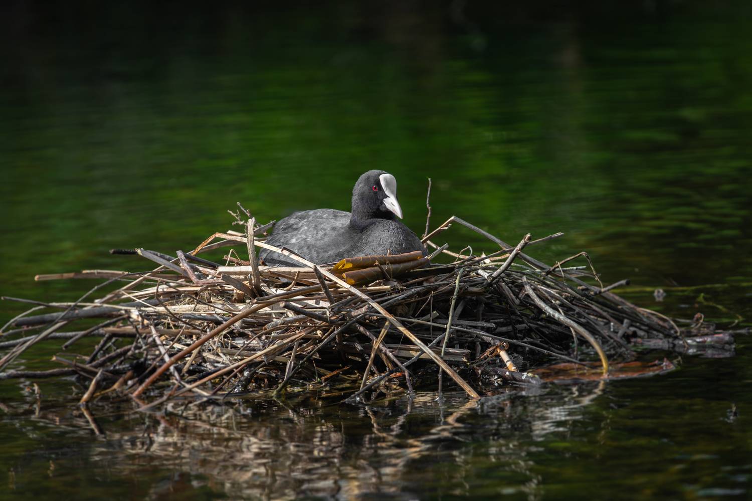 Хозяйка горы. Автор: Наталья Паклина лысуха, гнездо; fulica atra; eurasian coot; nest, Наталья Паклина