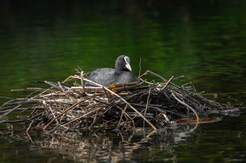 лысуха, гнездо;  fulica atra; eurasian coot; nest Хозяйка горыphoto preview