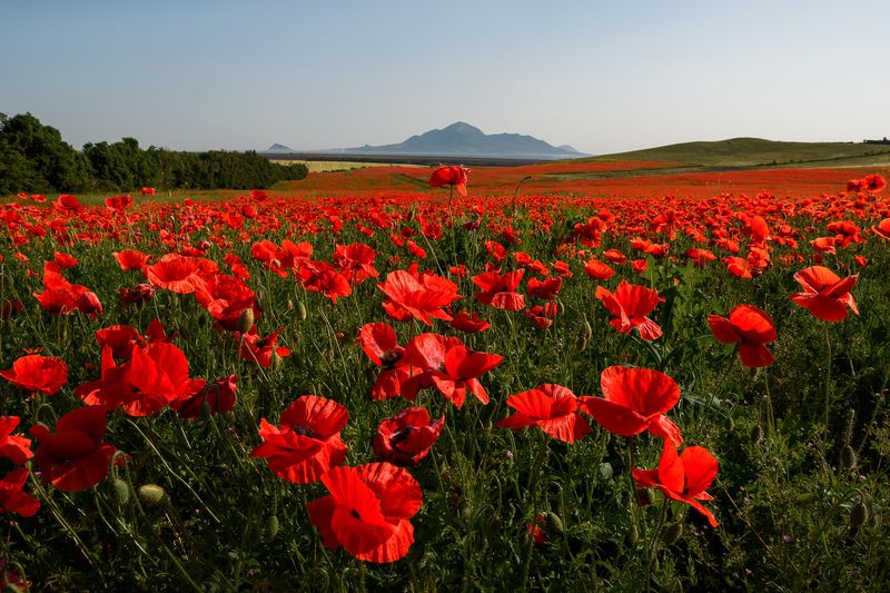 кавказ, кмв, кавказские минеральные воды, горы, лето, бештау, цветение, полевые цветы, маки, маковое поле Маковый коверphoto preview