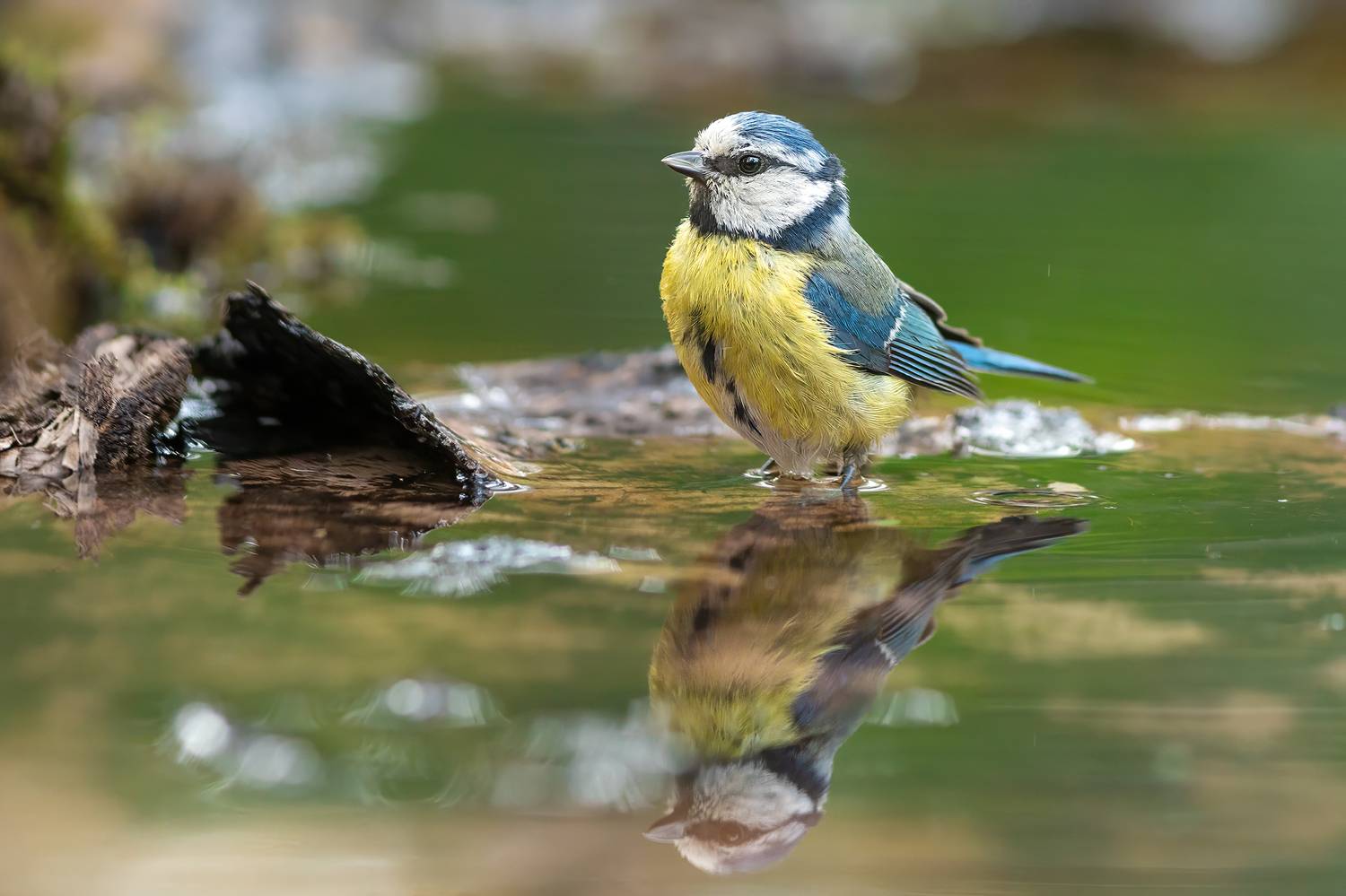 Лазоревка на водпое. Автор: Пронин Денис животные, птицы, лазоревка, природа, дикая природа, лето, nature, wildlife, canon, Пронин Денис