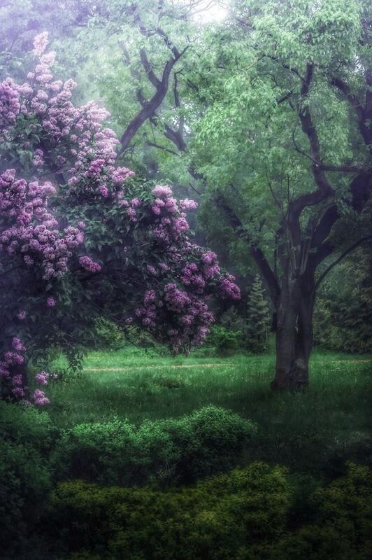 пейзаж, landscape, nature, природа, весна, spring, сирень, цветы, flowers ***photo preview