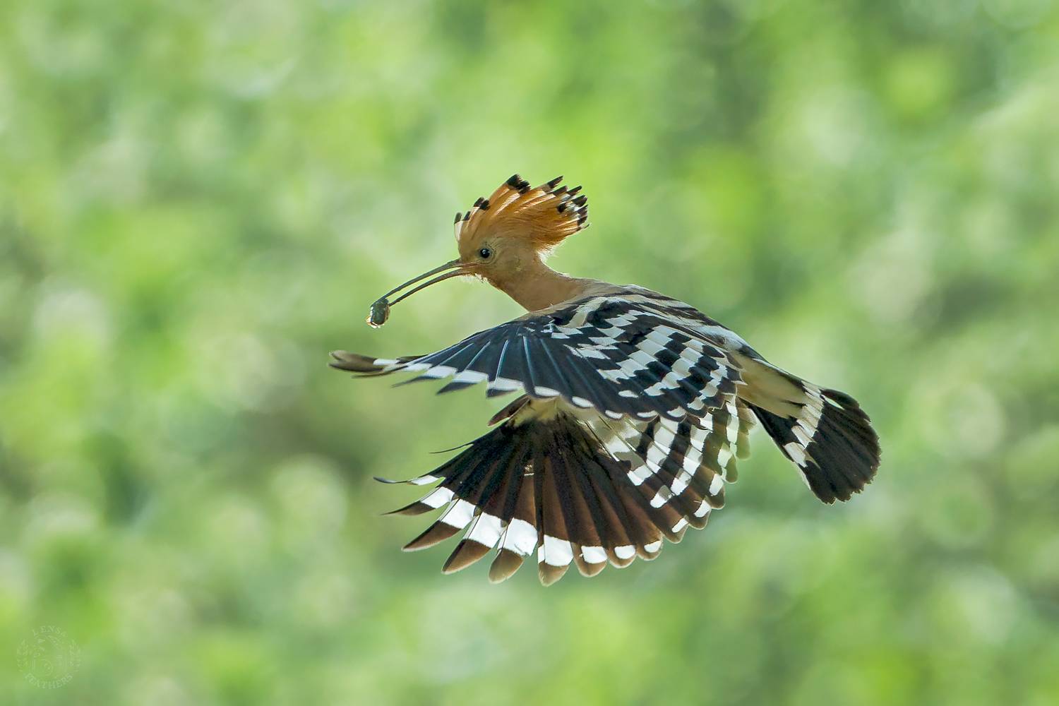 , Евгени Стефанов