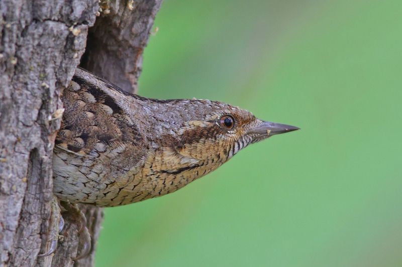 вертишейка, jynx torquilla, Вертишейка.photo preview