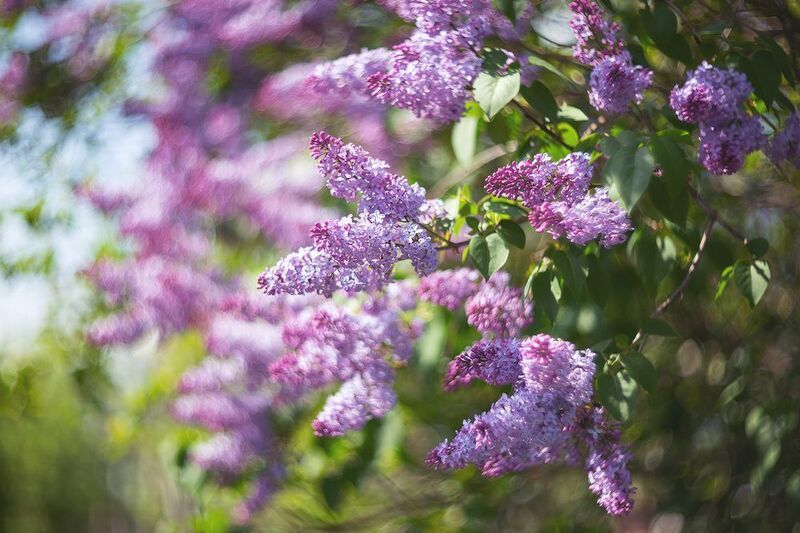 сирень, весна, май Сиреневый май (часть 1)photo preview