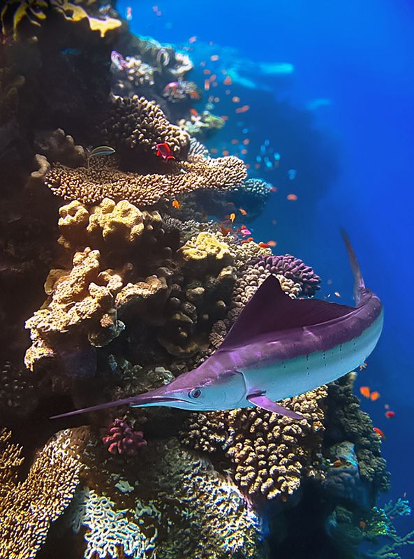 Марлин.photo preview