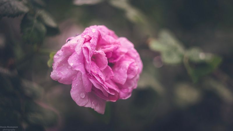 макро, цветы, flower, macro ***photo preview