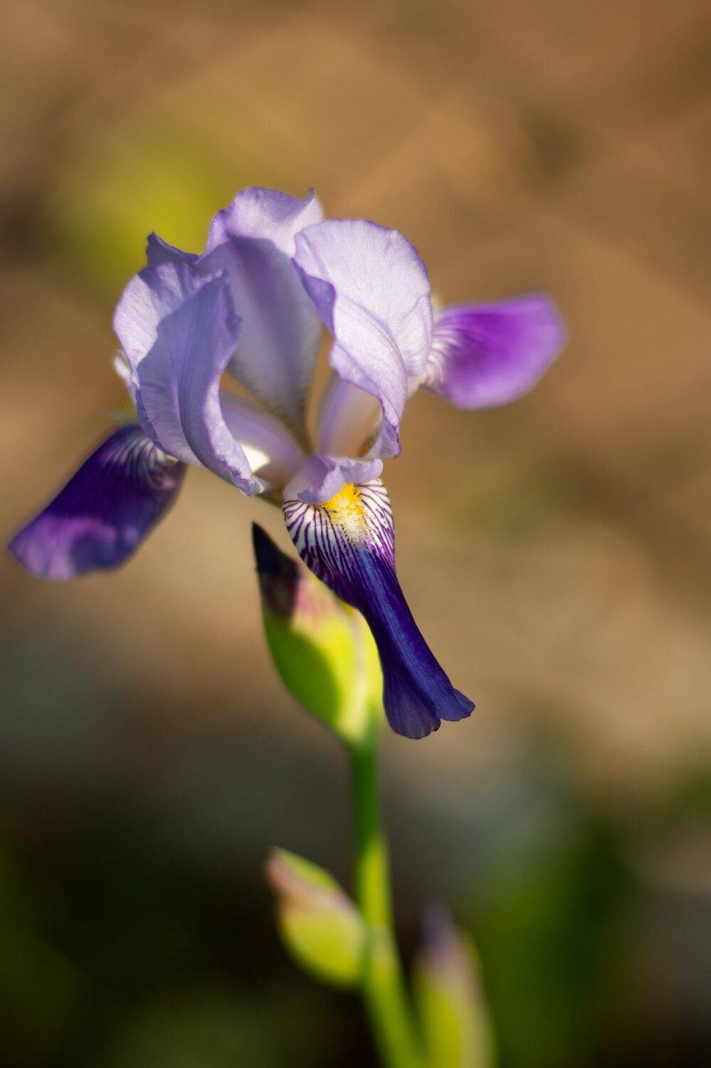 Голубой ирис. Автор: Александр , Александр
