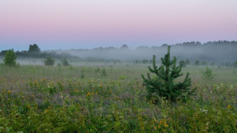 Юная сосенка на рассветеphoto preview