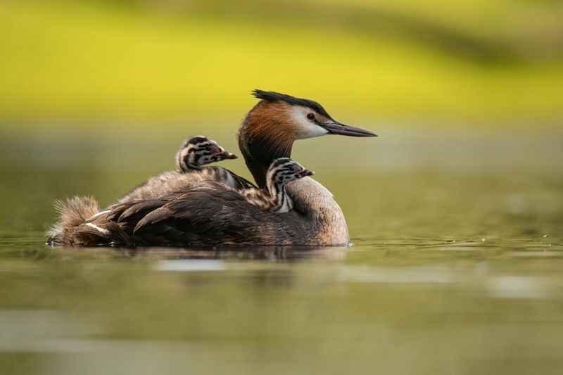 чомга, птенцы, птицы, поганка, большая поганка  фото превью