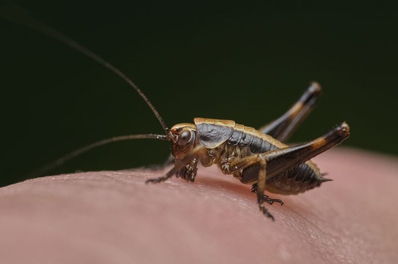 Tiny grasshopper tries to eat a fingerphoto preview