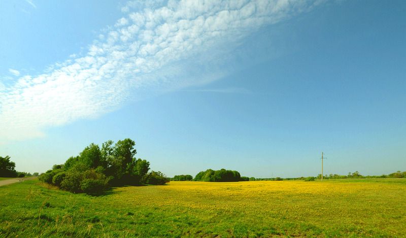 Одуванчиковые просторыphoto preview