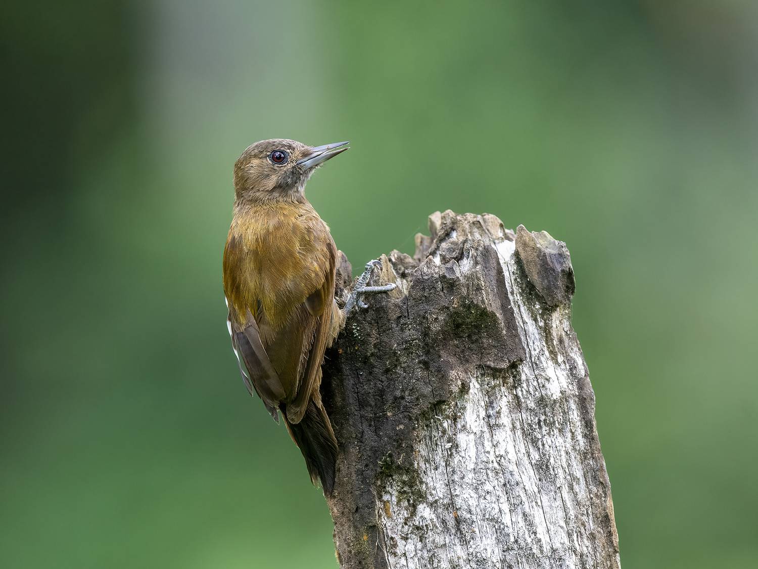 , Fernando Burgalin Sequeira