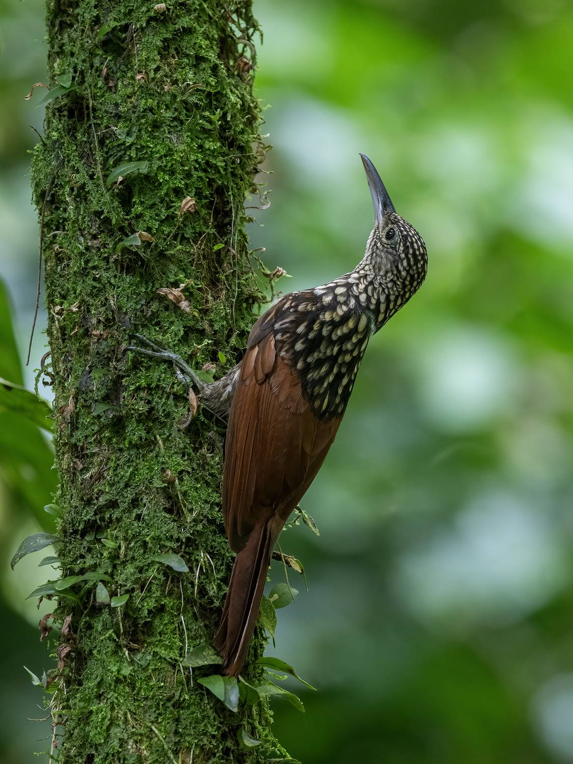 , Fernando Burgalin Sequeira