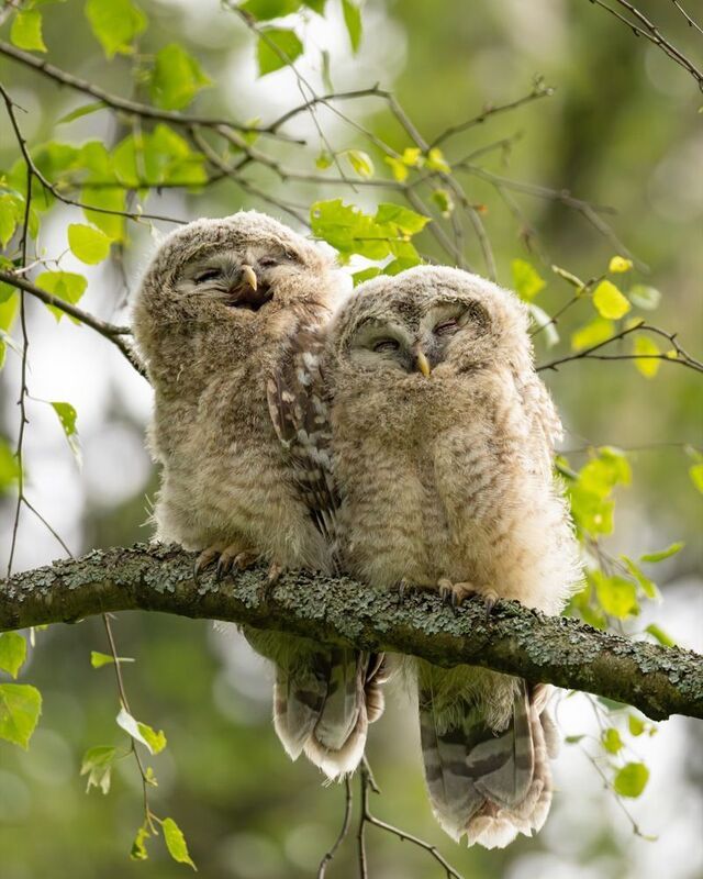 уральская неясыть, длиннохвостая неясыть, совенок, птицы, неясыть Совятаphoto preview