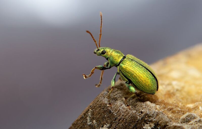 долгоносик серебристый, phyllobius argentatus, долгоносики, curculionidae, жук Дорога в небоphoto preview