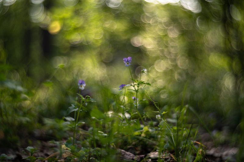 лесные фиалки, утро, воронеж, лес, весна, nikon d850, красота, зенит селена 58mm f/1.9 n, nikon f Лесные фиалки...photo preview